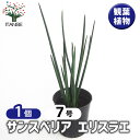 【送料無料】サンスベリア エリスラエ 【 観葉植物 7号/1個売り 】 リビング オフィス 事務所 インテリア お祝い 新築祝い 引越し祝い 結婚祝い 新生活