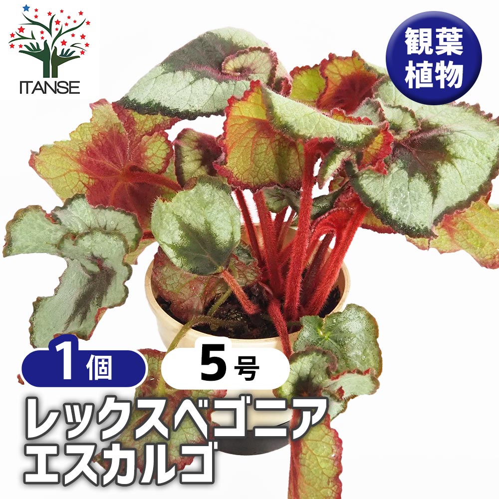 【送料無料】レックスベゴニア エスカルゴ 【 観葉植物 5号／1個売り 】 インテリア オフィス リビング 玄関 庭 屋内 家 初心者 鉢植え プレゼント
