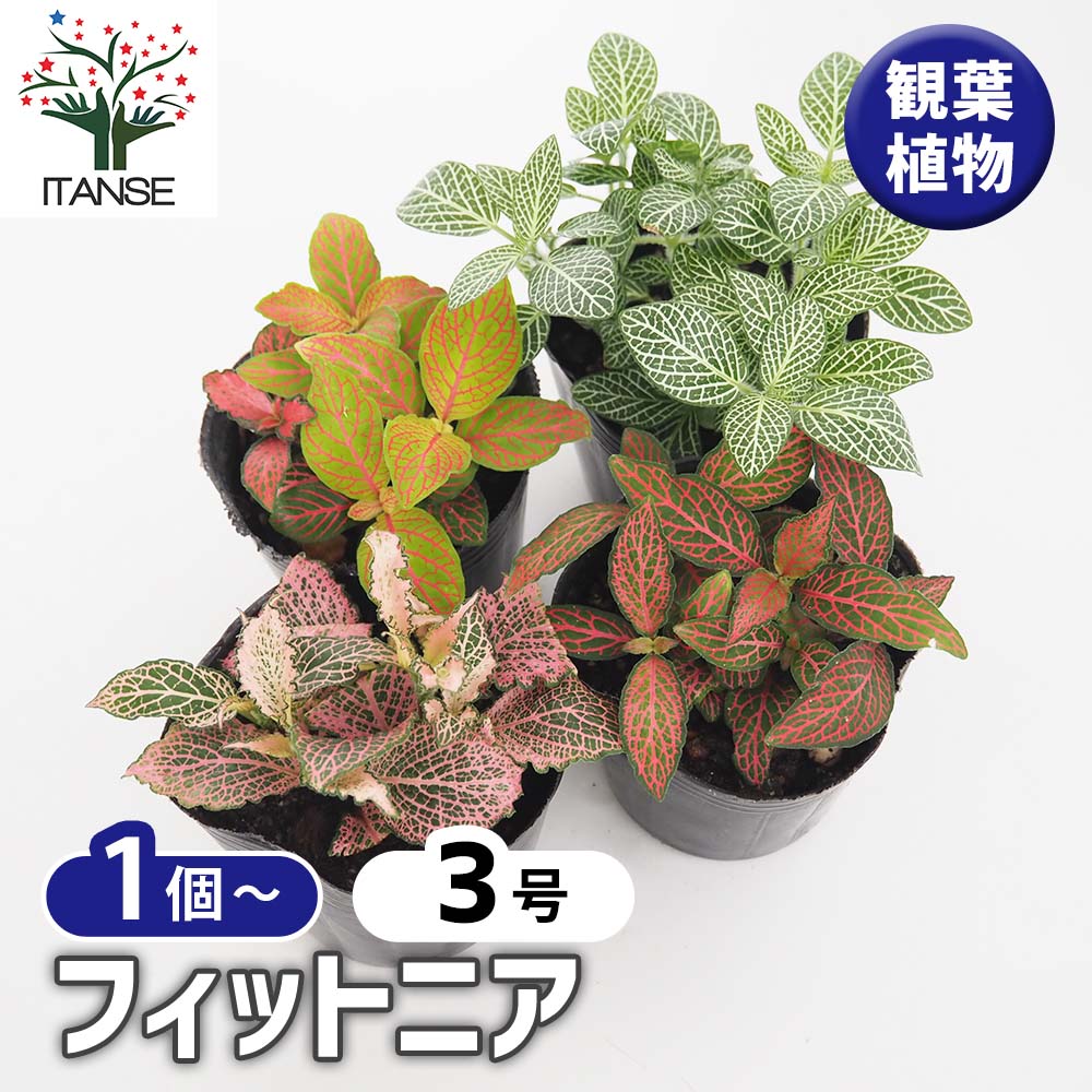 【送料無料】 フィットニア【 選べるカラーリーフ / 観葉植物 3号 】グリーン レッド ピンク アミメグサ 網目草 Fittonia 網目模様 熱帯植物 エクゾティックプランツ 亜熱帯 カラーリーフ 送料無料