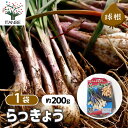 【送料無料】らっきょう 種球根 ネット詰め野菜球根 充填時200g 1袋 らっきょう種 らっきょう球根 ラッキョウ種 ラッキョウ球根 家庭菜園 初心者 簡単 苗 裸球 株 家庭菜園 ガーデニング プランター 鉢植え ベランダ菜園 薤 辣韭 送料無料 即納
