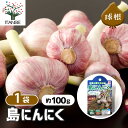 【送料無料】島にんにく にんにく種球根 野菜の苗 ネット詰め野菜球根 充填時100g 1袋 1個売り 島ニンニク 大蒜 国産 沖縄県産 種球 種球根 にんにく種 にんにく球根 ニンニク球根 球根 きゅうこん ブランドニンニク 送料無料 即納