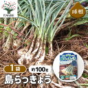 【送料無料】島らっきょう らっきょう種球根 野菜の苗 ネット詰め野菜球根 充填時120g 1袋 1個売り 国産 種球 種球根 らっきょう種 らっきょう球根 ラッキョウ球根 ラッキョウ種 らっきょ種 らっきょ球根 送料無料 即納