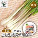 【SS期間全品10%OFF】 鳥取産ラッキョウ 【 野菜の苗 充填時150g /1個売り 】 らっきょう 辣韭 ヒガンバナ 野菜 国産 種球 種球根 球根 きゅうこん 野菜球根 おいしい 料理 新鮮 農場 趣味 園芸