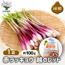 【SS期間全品10%OFF】 赤ラッキョウ 越のレッド 【 野菜の苗 充填時100g /1個売り 】 らっきょう 辣韭 ヒガンバナ 野菜 国産 種球 種球根 球根 きゅうこん 野菜球根 おいしい 料理 新鮮 農場 趣味 園芸