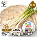 【SS期間全品10%OFF】 ラッキョウ 越のパール 【 野菜の苗 充填時100g /1個売り 】 らっきょう 辣韭 ヒガンバナ 野菜 国産 種球 種球根 球根 きゅうこん 野菜球根 おいしい 料理 新鮮 農場 趣味 園芸