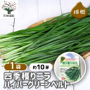 【SS期間全品10%OFF】 四季穫りニラ ハイパーグリーンベルト 【 野菜の苗 約10芽/1個売り 】 ニラ Allium ヒガンバナ 野菜 国産 種球 種球根 球根 きゅうこん 野菜球根 おいしい 料理 新鮮 農場 趣味 園芸