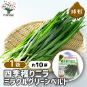 【SS期間全品10%OFF】 四季穫りニラ ミラクルグリーンベルト 【 野菜の苗 約10芽/1個売り 】 ニラ Allium ヒガンバナ 野菜 国産 種球 種球根 球根 きゅうこん 野菜球根 おいしい 料理 新鮮 農場 趣味 園芸