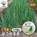 【SS期間全品10%OFF】 はつかねぎ 【 野菜の苗 充填時130g /1個売り 】 ネギ 青ネギ ねぎ 葱 ネギ球根 ねぎ球根 野菜 国産 種球 種球根 Allium 多年草 球根 きゅうこん 秋 冬 野菜球根 おいしい 料理 新鮮