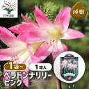 【SS期間全品10%OFF】 ベラドンナリリー ピンク 【 花木苗 1袋1球入り 】 アマリリス 本アマリリス 花 花球根 球根植物 きゅうこん キュウコン 球根 ガーデニング 植物 栽培 庭 庭植え 地植え 鉢植え