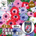 【送料無料】 球根 アネモネ 八重咲き 混合 【 花球根 30ML 】 ボタンイチゲ ベニバナナオキナグサ お花 園芸品種 寄植え