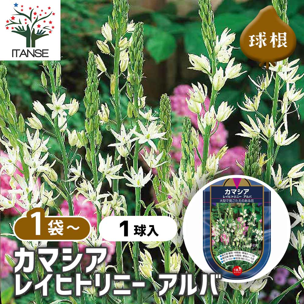 【10％OFF★SS期間中】 花球根 カマシア レイヒトリニー アルバ 【 花球根 1球 】 球根の花 鉢植え 地植..
