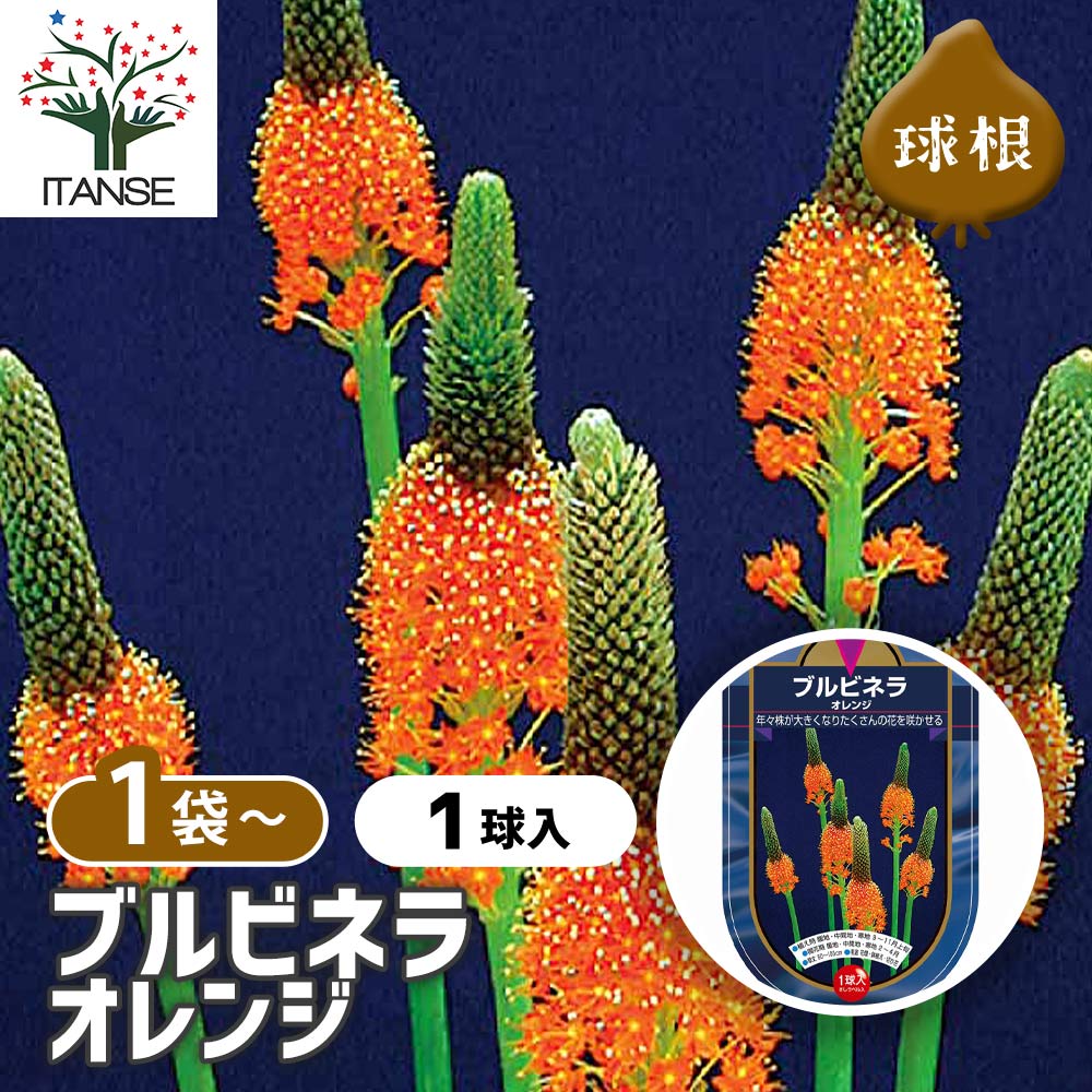 【送料無料】 花球根 ブルビネラ オレンジ 【 花球根 1球 】 球根の花 鉢植え 地植え ガーデニング