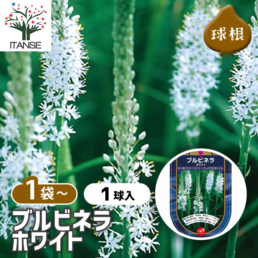 【送料無料】 花球根 ブルビネラ ホワイト 【 花球根 1球 】 球根の花 鉢植え 地植え ガーデニング