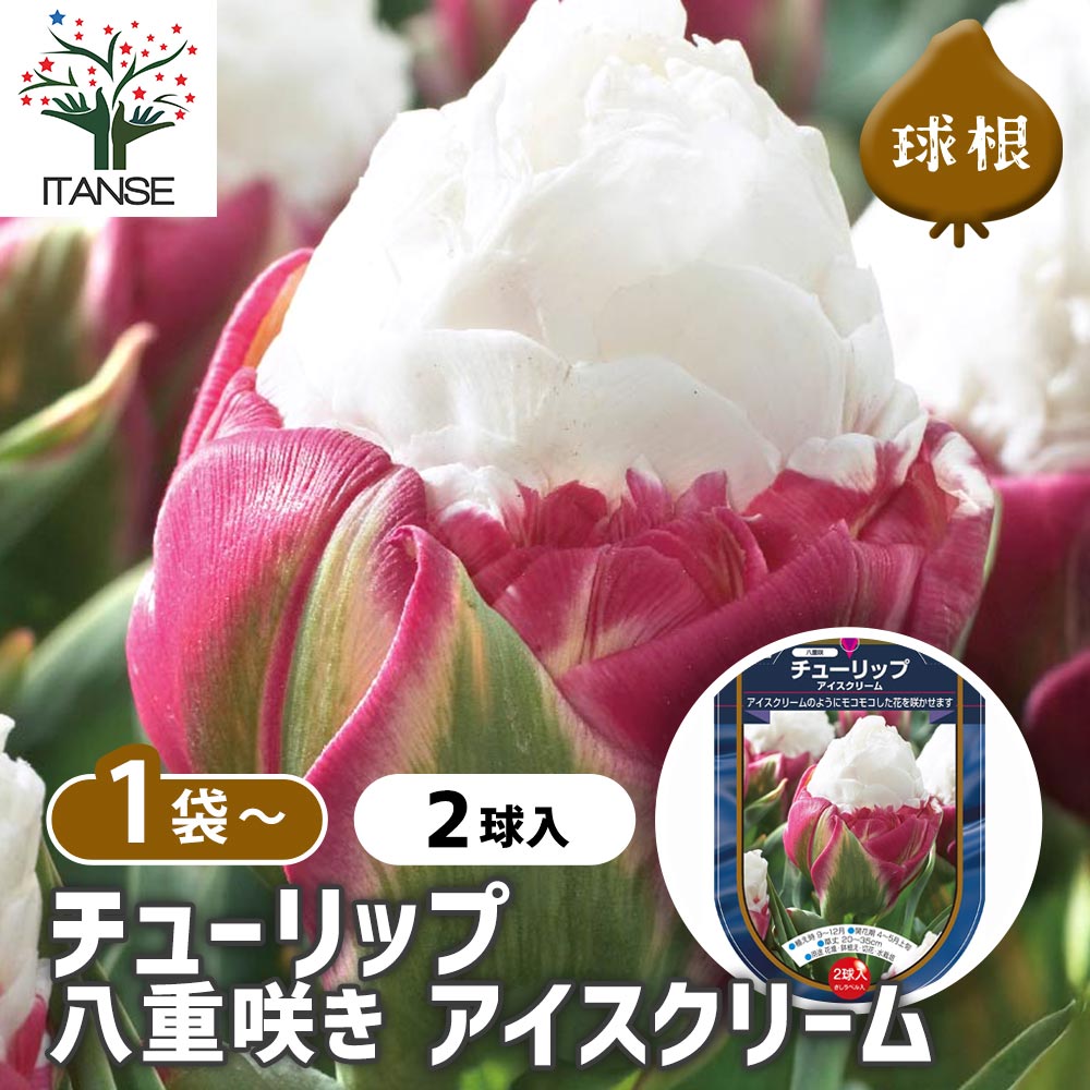 【10％OFF★SS期間中】 花球根 チューリップ 八重咲き アイスクリーム 【 花球根 2球 】 球根の花 鉢植..