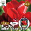 【送料無料】 花球根 チューリップ 枝咲き ファイヤークラブ 【 花球根 3球 】 球根の花 鉢植え 地植え..