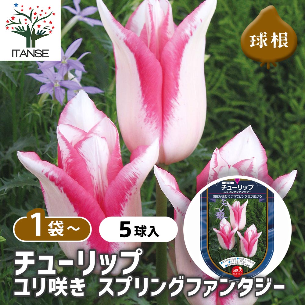 【送料無料】 花球根 チューリップ 百合咲き スプリングF 【 花球根 5球 】 球根の花 鉢植え 地植え ガ..