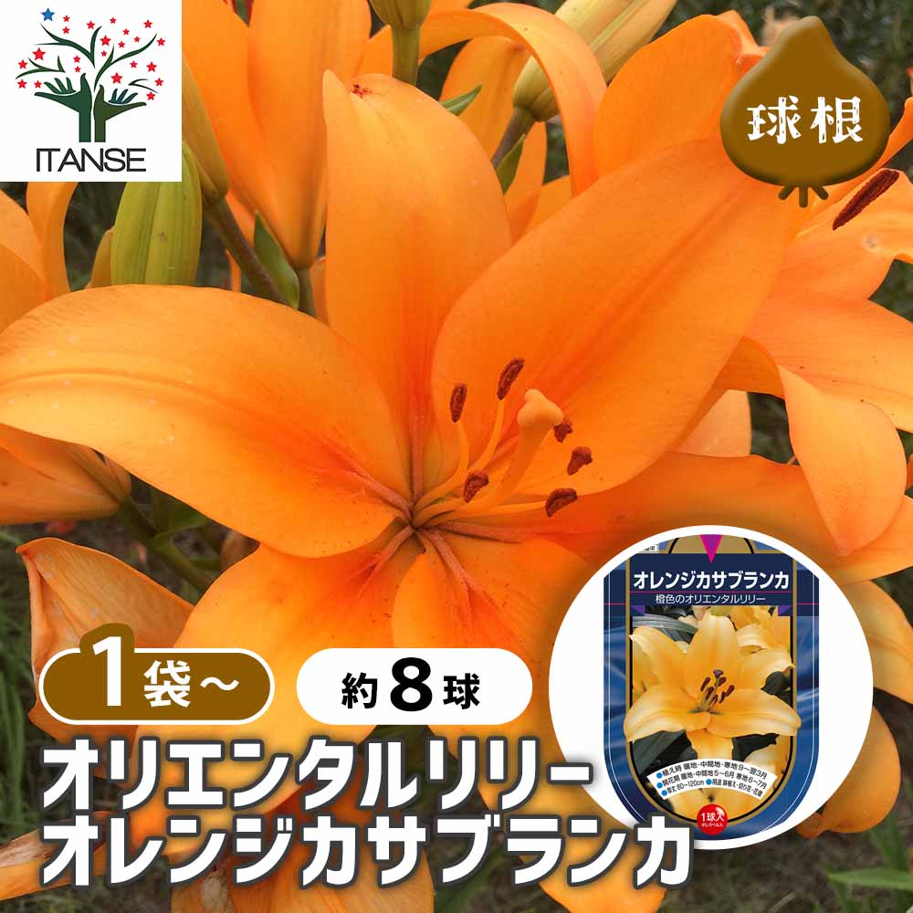 【品種特徴】 甘く濃厚な香りと、気高い花姿で知られるカサブランカ。 星形に展開した花に、少し首をもたげた気品ある立ち姿は、世界中でブームになったほどの魅力があります。 葉もまた魅力的で、ツヤのある濃い緑色をしています。 海外では冠婚葬祭など...