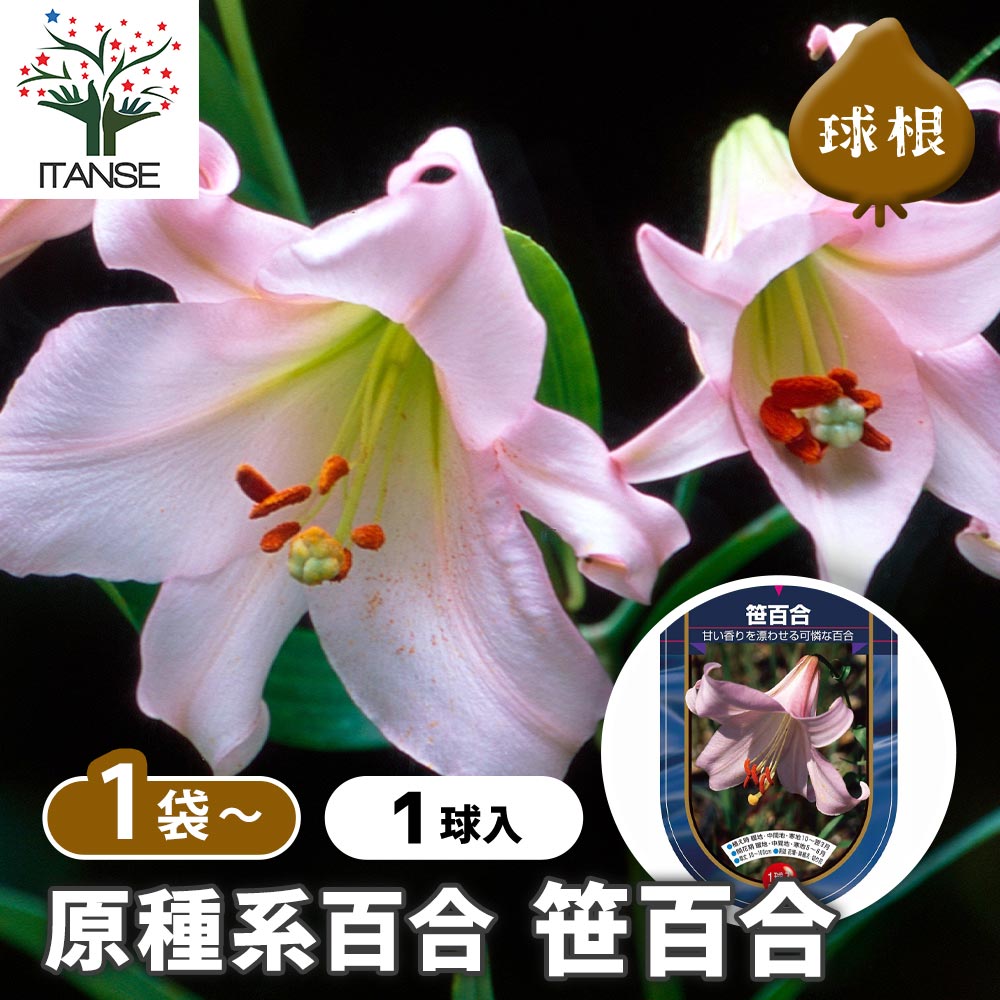 【送料無料】 花球根 原種系百合 笹百合 【 花球根 1球 】 球根の花 鉢植え 地植え ガーデニング