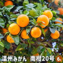 【送料無料】みかんの苗木 温州みかん 南柑 【 果樹の苗木 6号/1個売り 】 ミカン苗 シンボルツリー 記念樹 路地植え