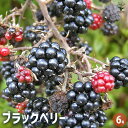 【送料無料】ブラックベリーの苗木 【 果樹の苗木 6号/1個売り 】 果樹の苗木 果樹苗 ブラックベリー 苗木 キイチゴ 木苺