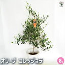 【送料無料】オリーブ コレッジョラ 【 果樹の苗木 8号/1個売り 】 オリーブの実 植木 シンボルツリー 食用 苗