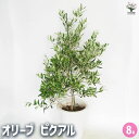 【送料無料】オリーブ ピクアル 【 果樹の苗木 8号/1個売り 】 オリーブの実 植木 シンボルツリー 食用 苗