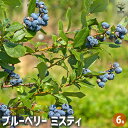 【送料無料】ブルーベリー ミスティ 【 果樹の苗木 6号/1個売り 】 果樹 果樹苗 果樹の苗 フルーツ 果物 ベリー