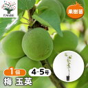 【送料無料】梅の苗木 玉英 【 果樹の苗木 4.5号/1個売り 】 梅苗 うめの苗 うめ苗 梅の苗木 簡単栽培 ガーデニング 家庭菜園 梅酒 梅干し