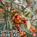 【送料無料】シーベリー (サジー)の苗木 レイコラ【メス】 【 果樹の苗木 6号/1個売り 】 サジー スーパーフルーツ スムージー ガーデニング 家庭菜園 農園 庭植え ギフト プレゼント 贈り物 園芸 庭木