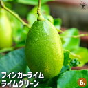 【送料無料】フィンガーライム ライムグリーン 【 果樹の苗木 6号/1個売り 】 キャビアライム キャビア ライム 果樹苗 果樹 果物 くだもの