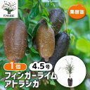 【送料無料】 フィンガーライム アトラシカ 【 果樹の苗木 4.5号/1個売り 】 キャビアライム キャビア ライム 果樹苗 果樹 果物 くだもの