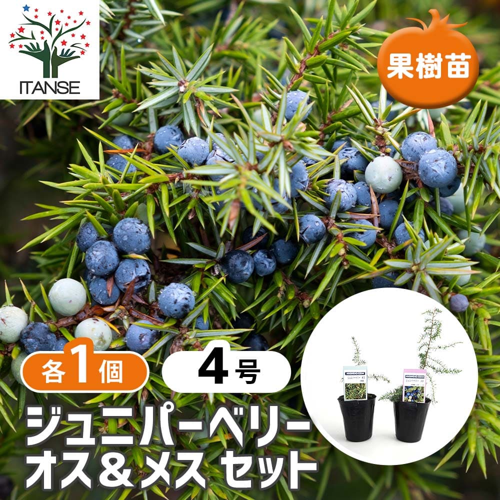 【送料無料】 ジュニパーベリー オス メスセット 【 果樹の苗木 4号／各1個セット合計2個 】 juniper b..