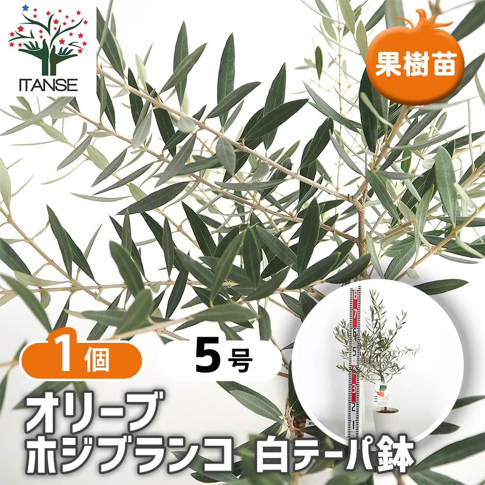 【送料無料】 オリーブ ホジブランコ 白テーパ鉢 【 果樹の苗木 5号／1個売り 】 オリーブの実 植木 シ..