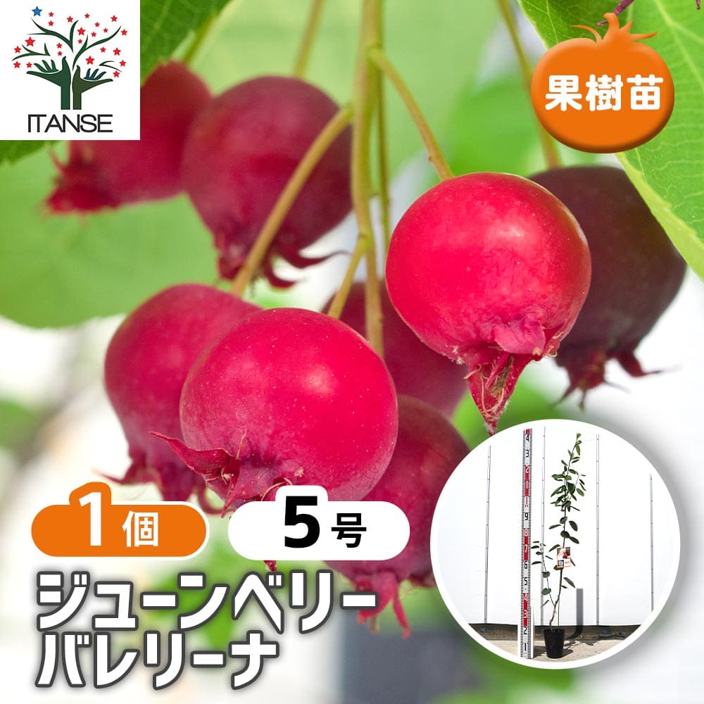 【送料無料】 ジューンベリーの苗木 バレリーナ 【 果樹の苗木 5号／1個売り 】 ベリー苗 ベリーの苗 ジューンベリー リージェント カラントツリー カナディアン サービスベリー 西洋ザイフリボク