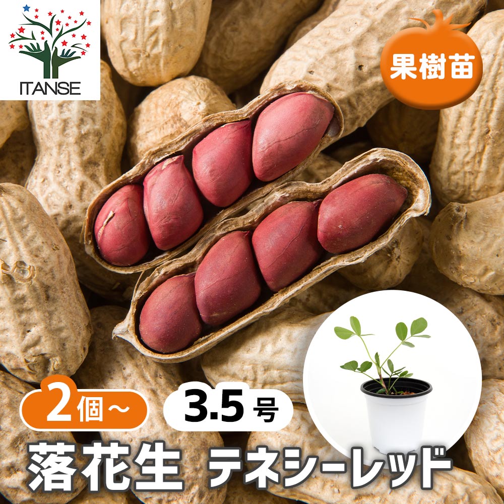 【送料無料】 落花生(らっかせい) テネシーレッド 【 野菜の苗 3.5号 】 赤皮 栄養価 バターピーナッツ..