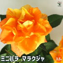 【送料無料】ミニ薔薇 マラクジャ 【 花木苗 3.5号 】 バラ苗 バラの苗 薔薇苗 薔薇の苗 花苗 花の苗 ローズガーデン イングリッシュガーデン rose バラ園 フラワーガーデン