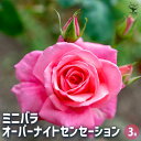 【送料無料】ミニ薔薇 オーバーナイトセンセーション 【 花木苗 3号 】 バラ苗 バラの苗 薔薇苗 薔薇の苗 花苗 花の苗 ローズガーデン イングリッシュガーデン rose バラ園 フラワーガーデン