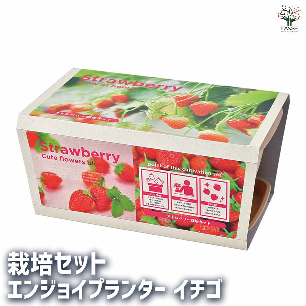 【送料無料】 栽培セット エンジョイプランター イチゴ 【 1個売り 】 簡単キット 栽培キット お手軽ガーデニング
