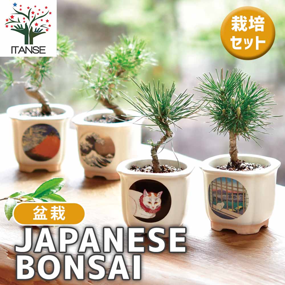 【送料無料】 栽培セット JAPANESE BONSAI 簡単キット 栽培キット お手軽ガーデニング