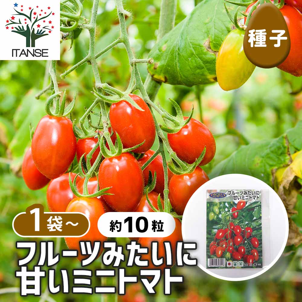 【送料無料】 種子 フルーツみたいに甘いミニトマト 【 約10粒/1袋売り 】 種 seed タネ 植物の種 栽培 ガーデニング ガーデン 園芸 家庭菜園 保管 保存