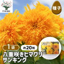 【SS期間全品10%OFF】 種子 八重咲きヒマワリ サンキング 【 約20粒/1袋売り 】 種 seed タネ 植物の種 栽培 ガーデニング ガーデン 園芸 家庭菜園 保管 保存