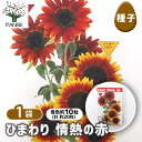【SS期間全品10%OFF】 種子 ひまわり 情熱の赤 【 各約10粒/1袋売り 】 種 seed タネ 植物の種 栽培 ガーデニング ガーデン 園芸 家庭菜園 保管 保存