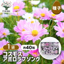 【SS期間全品10%OFF】 種子 コスモス アポロラブソング 【 約40粒/1袋売り 】 種 seed タネ 植物の種 栽培 ガーデニング ガーデン 園芸 家庭菜園 保管 保存