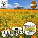 【SS期間全品10%OFF】 種子 お花畑 キバナコスモス オレンジフレア 【 約10ml/1袋売り 】 種 seed タネ 植物の種 栽培 ガーデニング ガーデン 園芸 家庭菜園 保管 保存