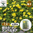 【SS期間全品10%OFF】 種子 緑のカーテン ツンべルギア 【 約20粒/1袋売り 】 種 seed タネ 植物の種 栽培 ガーデニング ガーデン 園芸 家庭菜園 保管 保存
