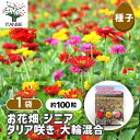【SS期間全品10%OFF】 種子 お花畑 百日草ダリア咲き大輪混合 【 約100粒/1袋売り 】 種 seed タネ 植物の種 栽培 ガーデニング ガーデン 園芸 家庭菜園 保管 保存