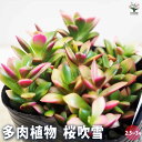 【送料無料】多肉植物 桜吹雪 多肉植物 2.5~3号 多肉植物 寄せ植え ガーデニング リビング オフィス 事務所 インテリア 送料無料 即納