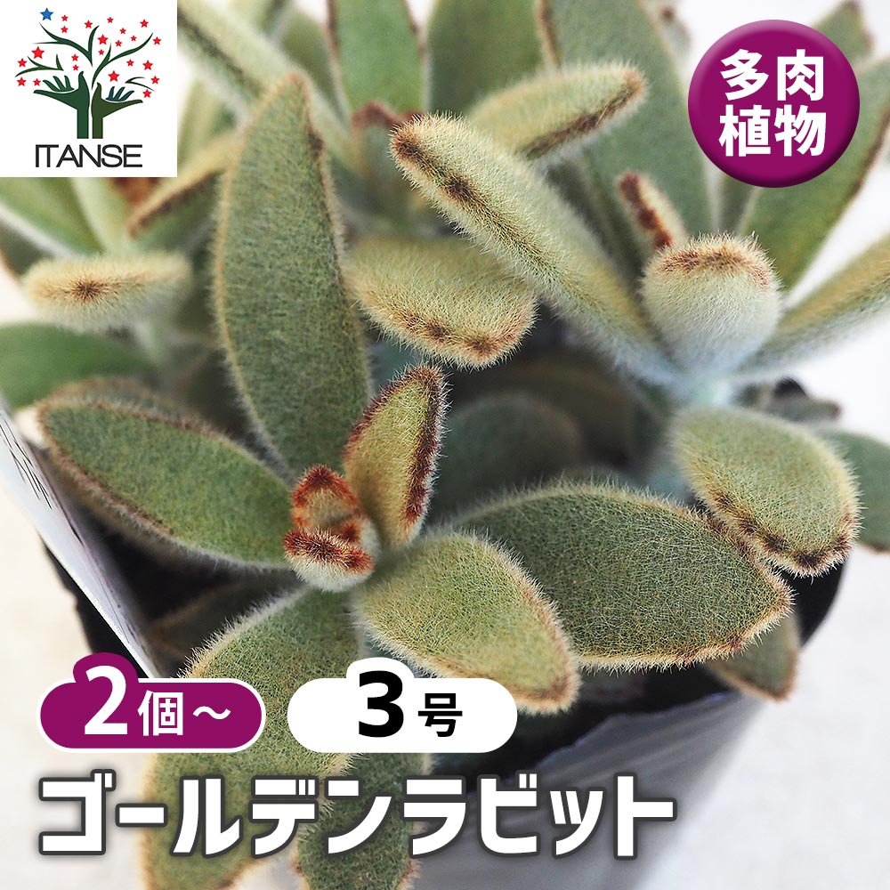【送料無料】多肉植物 ゴールデンラビット 多肉植物 3号 多肉植物 寄せ植え ガーデニング リビング オ..