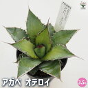 【送料無料】アガベ オテロイ 【 多肉植物 3.5号/1個売り 】 リビング オフィス 事務所 インテリア 大型 おしゃれ オシャレ 育てやすい 御祝 お祝い