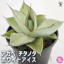 【送料無料】アガベ ホワイトアイス 【 多肉植物 5号/1個売り 】 リビング オフィス 事務所 インテリア 大型 おしゃれ オシャレ 育てやすい 御祝 お祝い